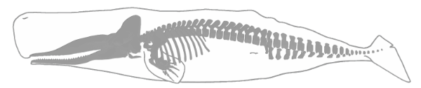 Bonehenge whale