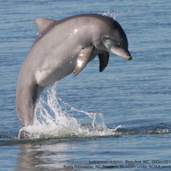 Bottlenose dolphin, Beaufort, North Carolina - 26 Dec 2014. Photo by Keith Rittmaster under NOAA/NMFS permit.