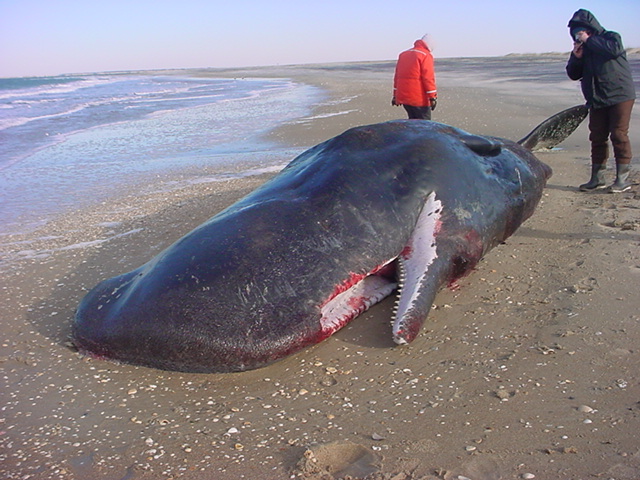The carcass of a 34' male sperm whale stranded at Cape Lookout, 31 Jan 2004.
