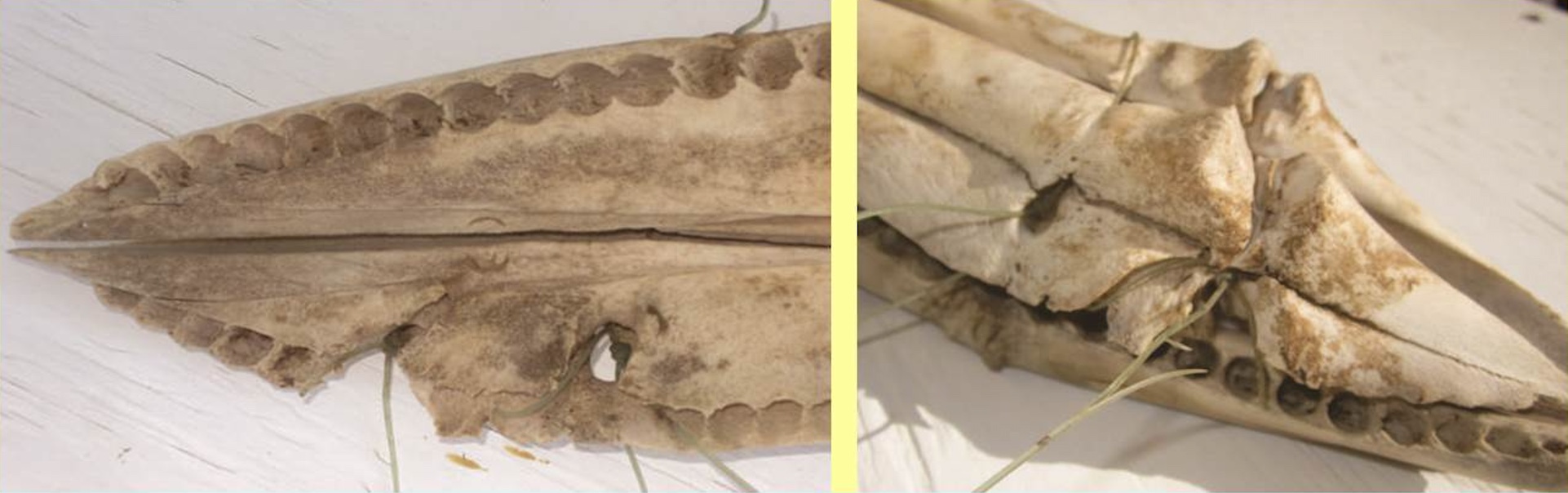 Fig7 - Post-maceration examination of the rostral palate (left) and the maxillary, premaxillary, and mandibular bones (right) reveals the degree of bone damage and remodeling resulting from chronic entanglement. Monofilament fishing line supports the skull and jaws in the wooden display rack.