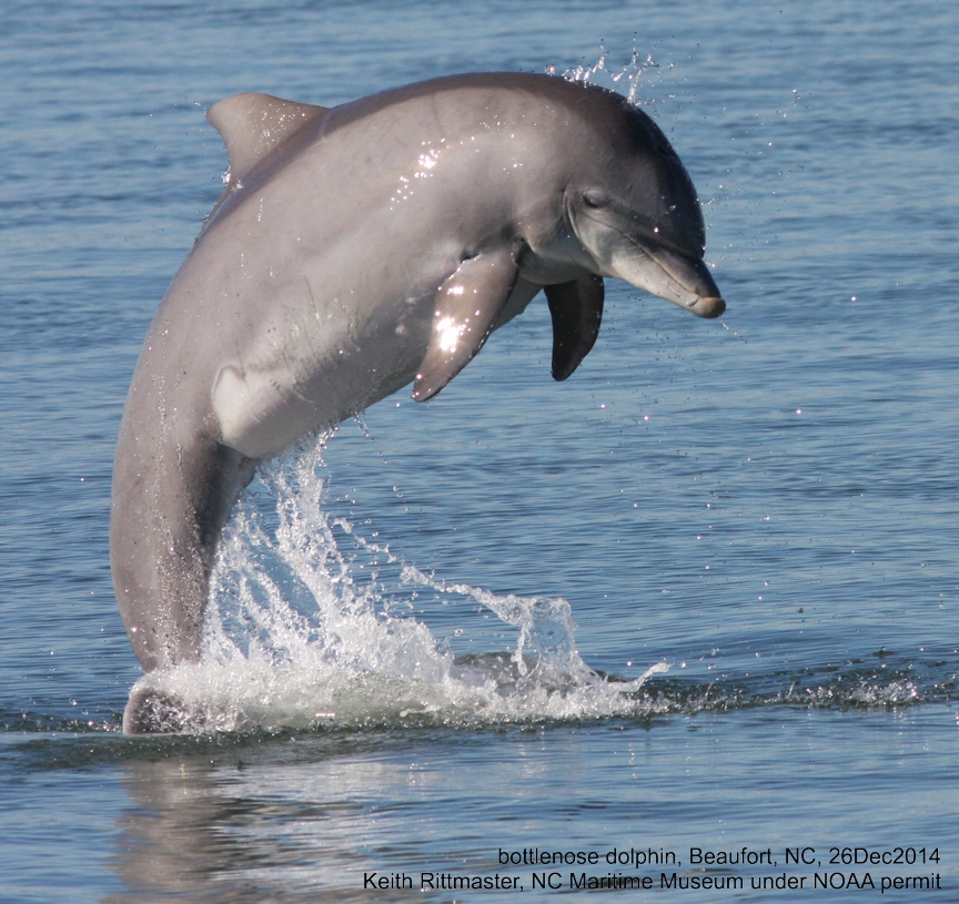 Bottlenose dolphins - Offshore form (June 21, 2011) NOAA/BW